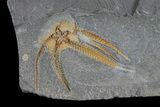 Detailed Ordovician Brittle Star (Ophiura) - Morocco #80241-1